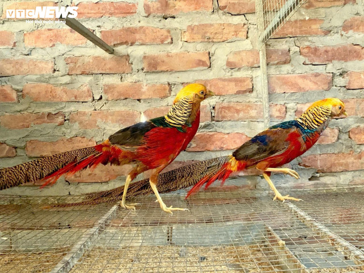 Thú chơi ‘phượng hoàng lửa’ 7 màu giá hàng chục triệu đồng - 2