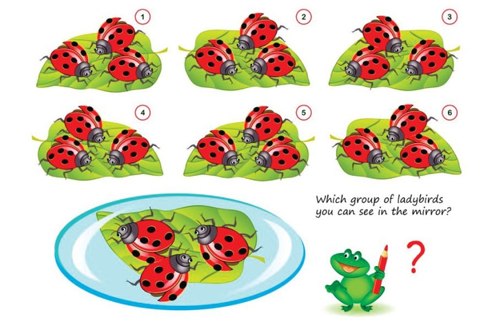 Hình phản chiếu này thuộc về bộ ba bọ rùa nào?