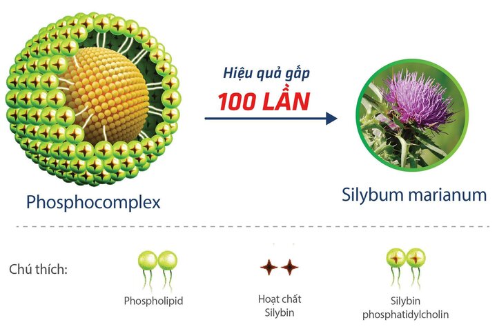 Thành phần Phosphocomplex trong Heposal giúp tăng hấp thu và hiệu quả phục hồi gấp 100 lần so với Silymarin thông thường.