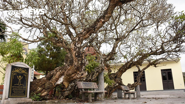 Trả lời PV VTC News, ông Hoàng Văn Rời - Trưởng làng văn hoá Hà Phú kiêm Trưởng thôn Hà Phú 1 (xã Hoà Bình) cho biết, 4 cây đại trắng gắn liền với những thăng trầm của dân làng Hà Phú và được công nhận Cây di sản Việt Nam.