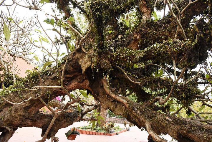 Tán cây rộng, trên thân có cây sống ký sinh. Cách gốc 1,3m, chu vi cây đại đo được là 2,5m.