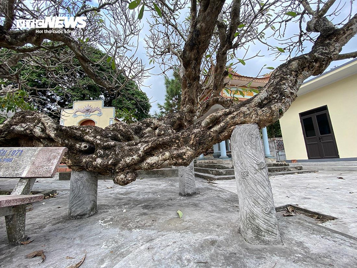 Cây phát triển và trưởng thành tự nhiên, thân cây nghiêng khoảng 10 độ. Thời gian gần đây, để bảo vệ cây đại không bị gãy, địa phương đổ các trụ bê tông đỡ lấy những thân cây mang vết tích của thời gian.