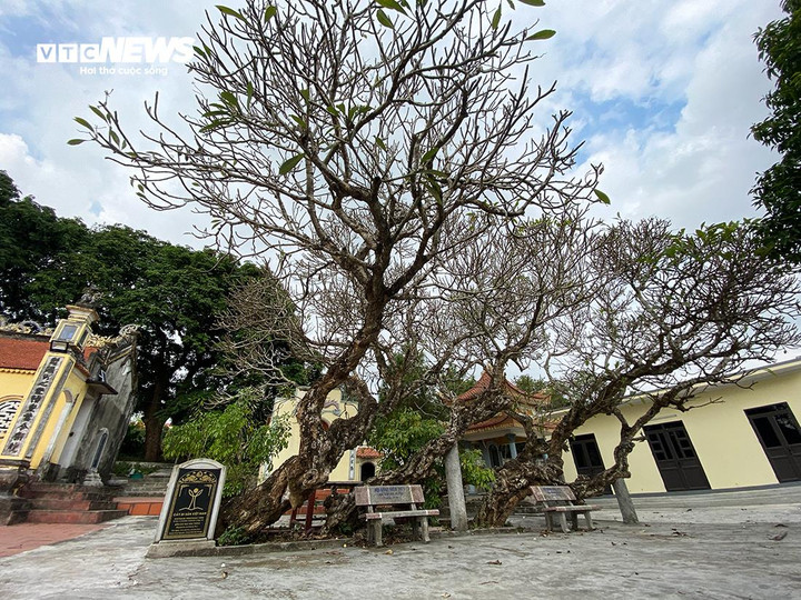 Hơn 700 năm qua, bốn cây đại hoa trắng vẫn phát triển xanh tốt, tỏa bóng dâm mát ngay trước cửa đền Nghè (xã Hoà Bình, Thuỷ Nguyên, Hải Phòng).
