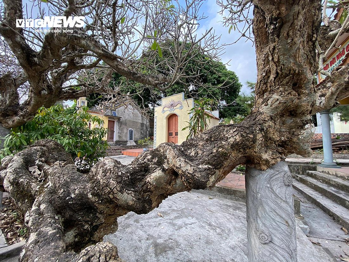 Độc đáo 4 cây đại hoa trắng hơn 700 tuổi trong ngôi đền cổ ở Hải Phòng - 6