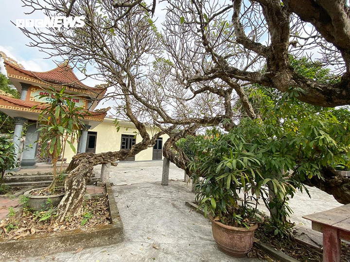 Thế hệ này nối tiếp thế hệ khác đều chăm sóc và bảo vệ cây như báu vật của làng.