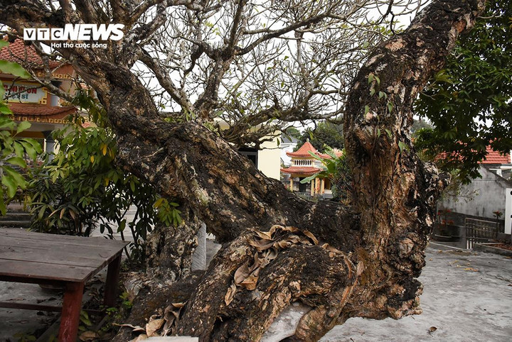 Anh Hoàng Luận, người dân làng Hà Phú cho biết, hàng năm, anh và người thân trong gia đình thường lên đền, chùa thắp hương, lễ bái. Hình ảnh cây đại cổ kính đã gắn liền với tuổi thơ của anh. Dù đi nhiều nơi, biết đến nhiều cây cổ nhưng với anh Luận, những cây đại ở làng Hà Phú vẫn có hình dáng độc đáo hơn cả.