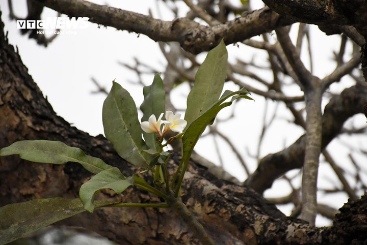 Mỗi mùa hoa nở, mùi thơm của hoa đại toả khắp sân chùa, sân đền, nhìn từ xa như một rừng hoa khổng lồ.