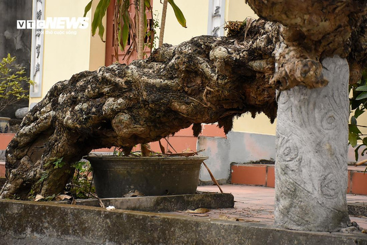 Thân cây xù xì như có hàng trăm con rắn quấn quanh.