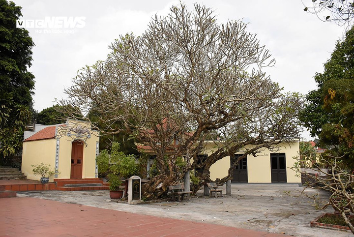 Tán của 4 cây có hình mâm xôi, chiều cao hơn 10m. Cả 4 cây mọc thành cụm cây đại trên diện tích 250m2 trong khuôn viên đền Nghè.