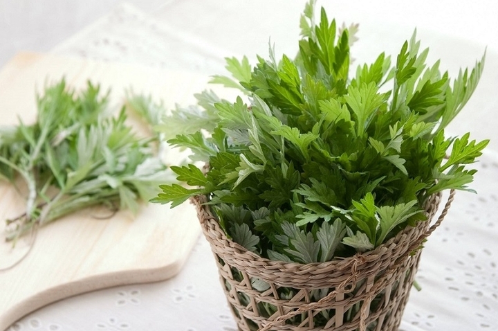 Ngải cứu - loại rau mọc dại là dược liệu 'vàng' cho phụ nữ. (Ảnh minh hoạ)