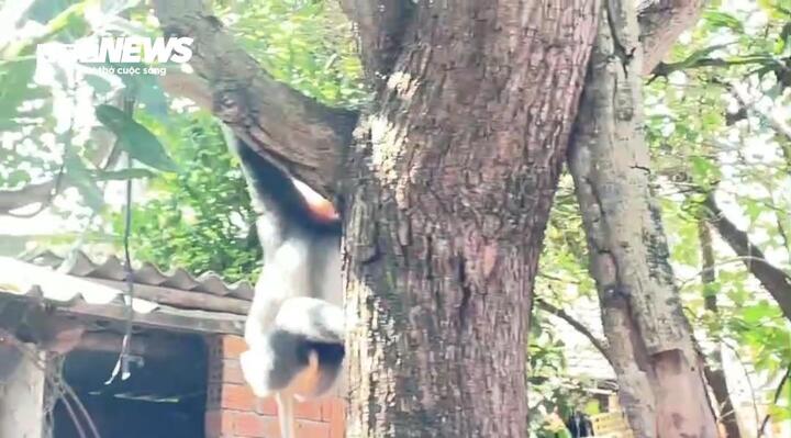 Voọc thường tìm thức ăn trong vườn nhà người dân.