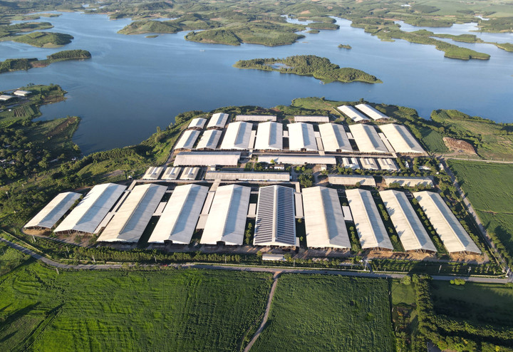 Mô hình sản xuất kinh doanh của TH đang trở thành đại diện tiêu biểu thực hành kinh tế xanh, kinh tế tuần hoàn tại Việt Nam.