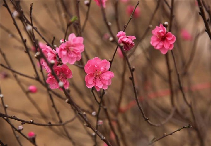 Chương trình “Xuân quê hương – Tiếng Việt thân thương” được tổ chức nhằm tôn vinh vẻ đẹp của tiếng Việt qua các tác phẩm đặc sắc của âm nhạc, thơ ca Việt Nam.