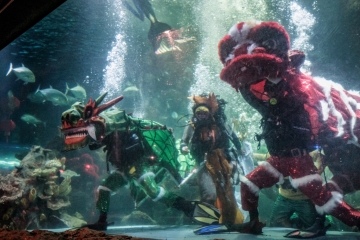 Tiết mục múa rồng và múa lân dưới nước tại thủy cung Sea World Ancol ở Jakarta, Indonesia.