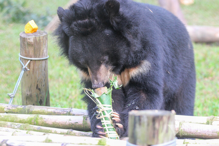 Với thính giác tuyệt vời của mình, gấu sẽ dùng mũi thính ngửi, và nhanh chóng tìm đến những món ngon ngay khi ùa ra các khu bán tự nhiên.