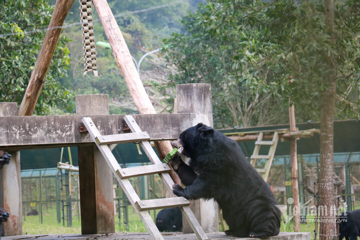 Trong Trung tâm Cứu hộ Gấu Việt Nam, các cá thể gấu được sống cuộc sống bán hoang dã, không còn đau đớn khi bị lấy mật.