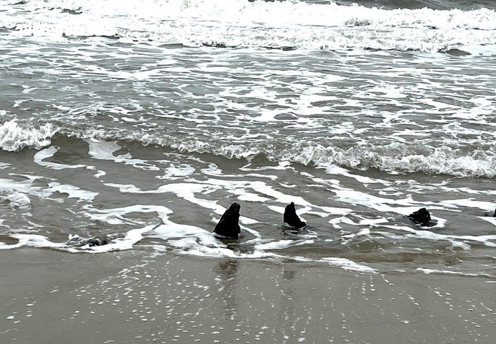 Xác tàu gỗ "lộ thiên" ở bờ biển Hội An.