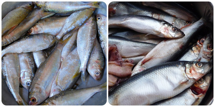 Cá biển rất tốt cho sức khoẻ