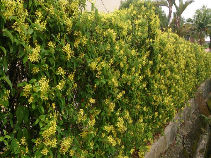 Cây mai hoàng yến thường được trồng ở ban công để che nắng. (Ảnh: Green Garden)