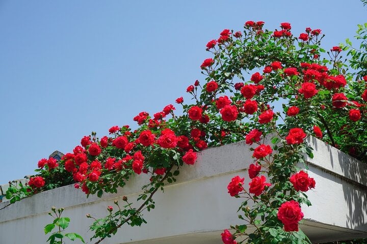 Nhiều người trồng cây hồng leo ở hàng rào, vòm cổng, mái hiên hay trên tường. (Ảnh: Needpix.com)