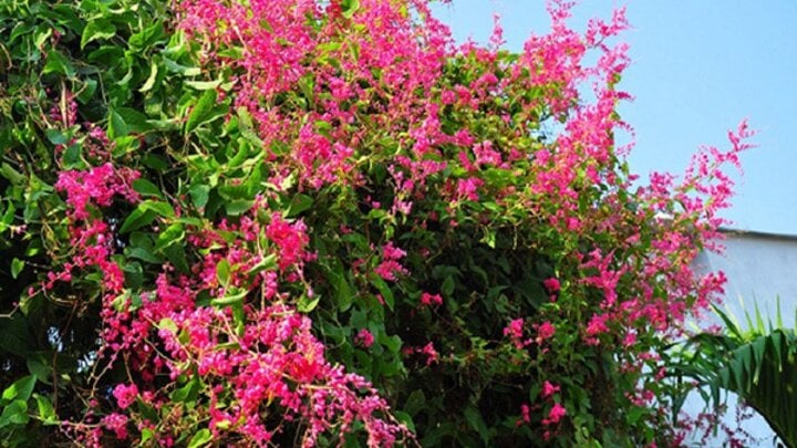Hoa tigon dễ trồng, dễ thích nghi, cây thường được trồng nhiều ở hàng rào, cổng nhà, mái vòm, tạo thành giàn. (Ảnh: Pinterest)