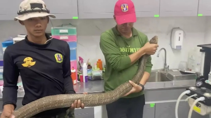 Sau cuộc tử chiến với chó hoang, con rắn hổ mang chúa bị thương nặng, mất khả năng sinh sản.