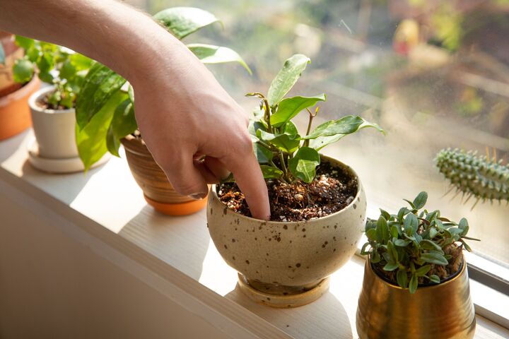 Trong mùa đông, hầu hết các cây trồng đều cần ít nước hơn. Do đó, bạn nên kiểm tra xem đất đã khô hay chưa rồi mới bổ sung nước cho cây. (Ảnh: Better Homes & Gardens)