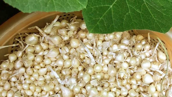 Hành tăm có tác dụng chống nấm, phòng trừ sâu bọ. (Ảnh: Elipsport)