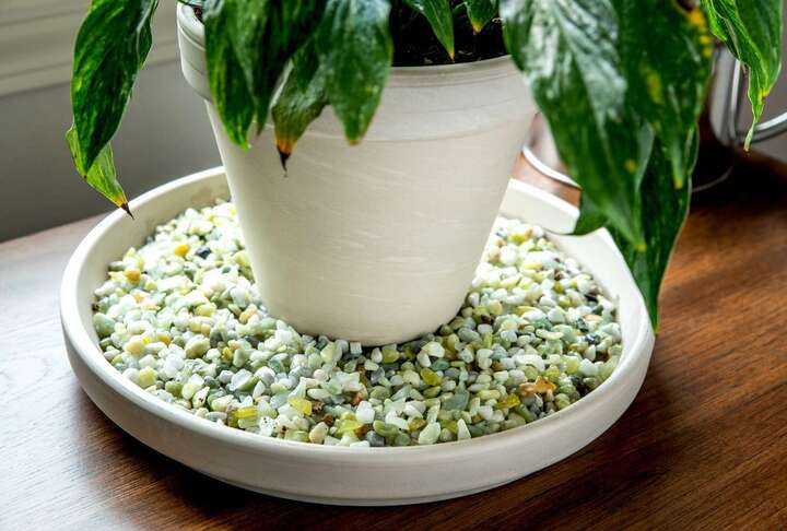 Có thể đặt chậu cây lên trên khay sỏi đổ đầy nước để tăng độ ẩm cho cây mà không gây thối rễ. (Ảnh: The Spruce)