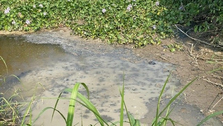 Nước thải do doanh nghiệp xả ra môi trường tại thời điểm kiểm tra. (Nguồn: VOV)