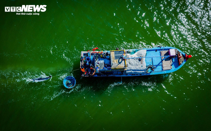 Lực lượng chức năng và ngư dân dìu cá voi ra vùng biển có độ sâu và lượng oxy thích hợp. (Ảnh: Dũng Nhân)