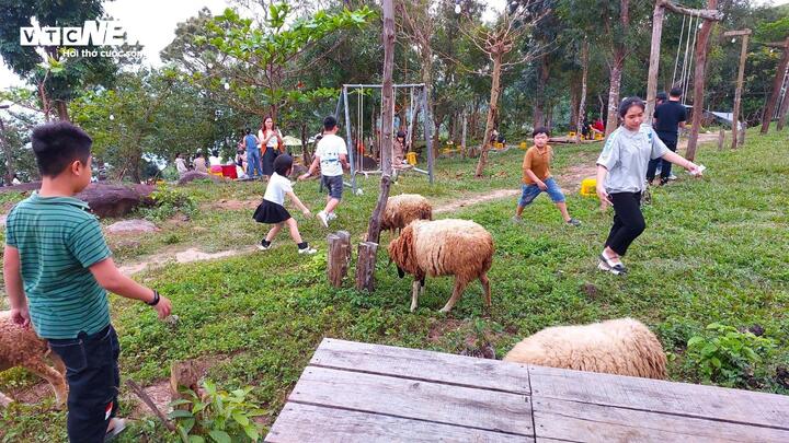 Khu du lịch chăn nuôi cừu phục vụ du khách chụp ảnh.