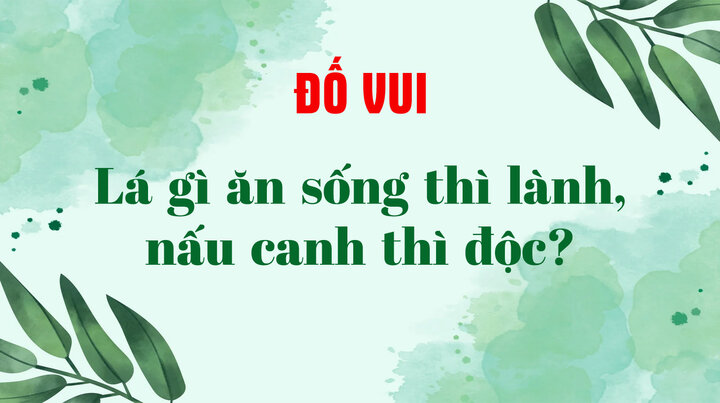 Lá Trầu Không Và Những Lưu Ý Khi Sử Dụng