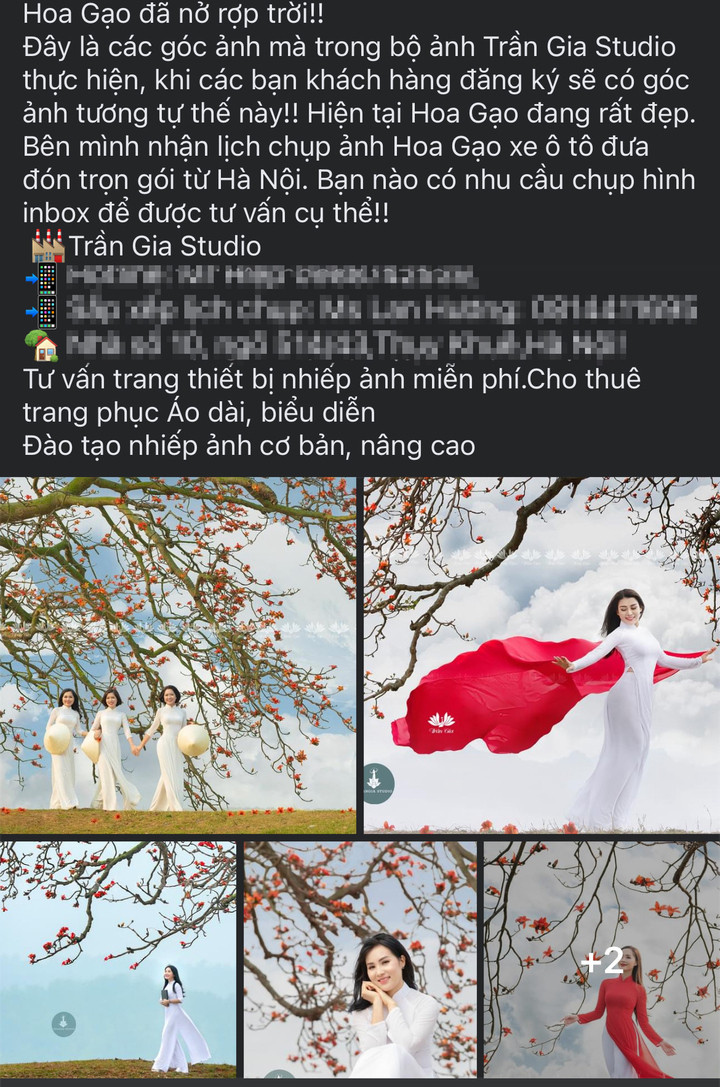 Nhiều studio giới thiệu, mời chào khách những tour chụp ảnh hoa gạo bắt mắt. (Ảnh chụp màn hình)