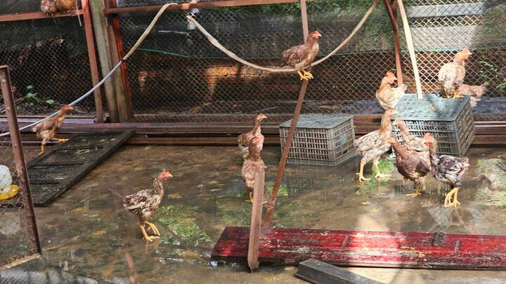 Không thuộc hộ nghèo, hộ cận nghèo nhưng người thân của Chủ tịch xã Bình Lâm vẫn được nhận gà giống thuộc dự án liên kết nuôi gà lấy thịt trên nền đệm lót sinh học. (Ảnh: T.H)