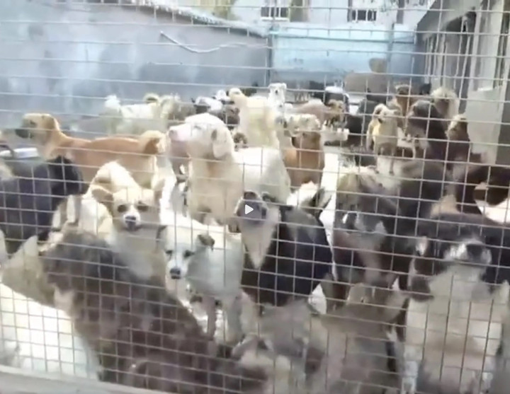 Bà Dong thuê một đội gồm 11 công nhân để chăm sóc chó mèo. (Ảnh: Weibo)