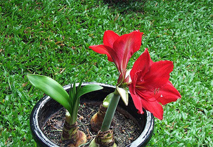 Hoa huệ lily.
