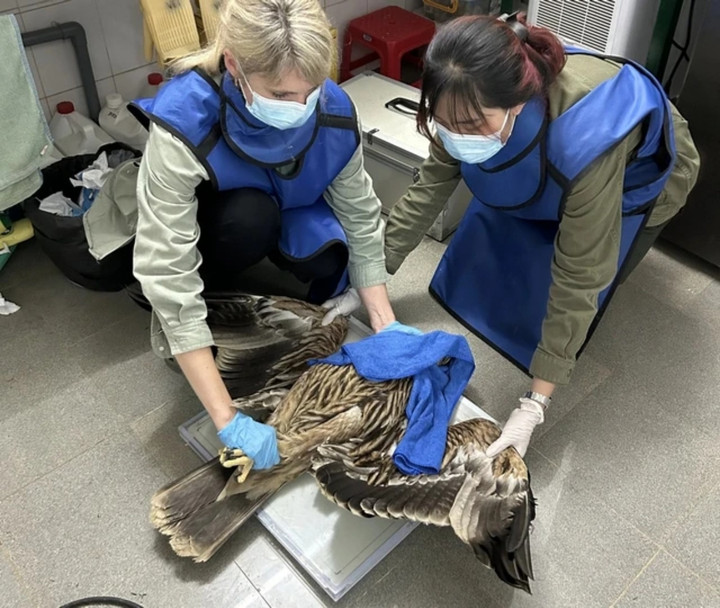 Các chuyên gia nước ngoài thăm khám cho đại bàng. (Ảnh: NVCC)
