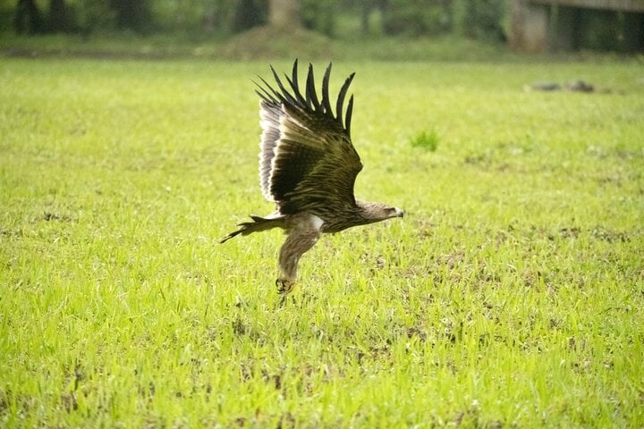 Chim đại bàng quý hiếm được thả về tự nhiên tại Vườn quốc gia Cúc Phương. (Ảnh: VQGCP).