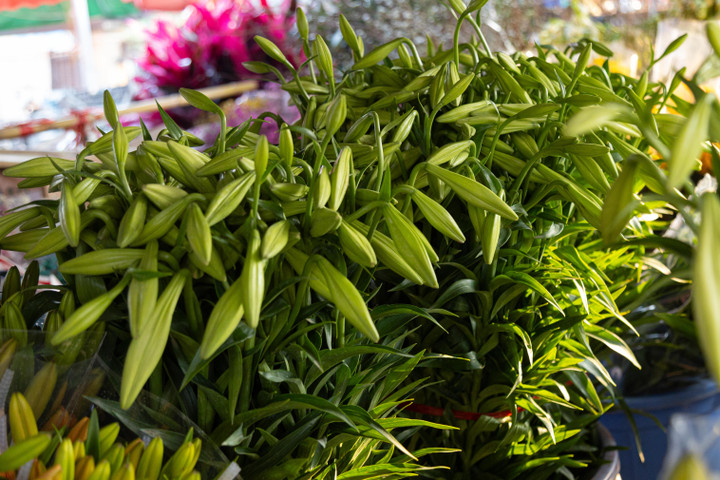 Hoa loa kèn đầu mùa xuống phố Hà Nội, giá chát vẫn hút khách mua - 2