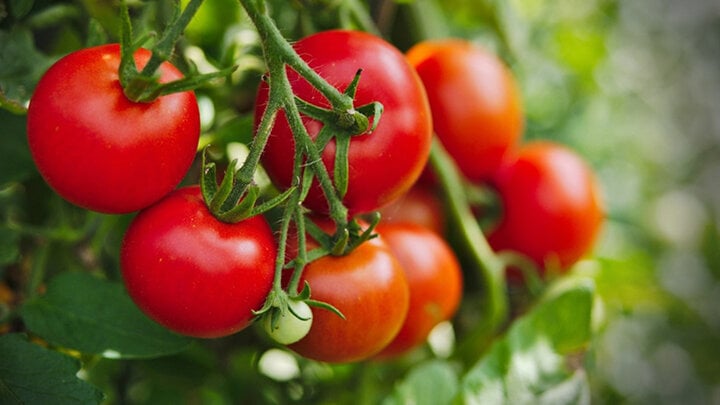 Ăn cà chua có thể phòng một số loại ung thư.