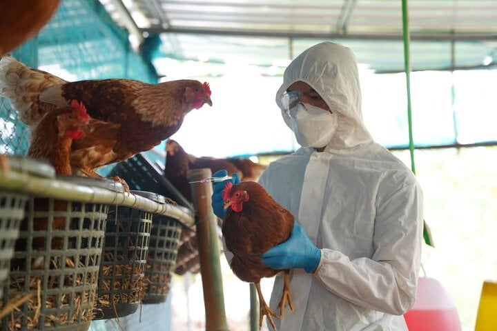 Virus cúm A/H5N1 là chủng cúm độc lực cao, người nhiễm thường diễn tiến nặng và tử vong với tỷ lệ cao. (Ảnh minh hoạ)