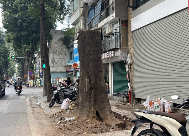 Cây sao đen trên phố Lò Đúc bị chặt hạ. (Ảnh: Đình Sơn)