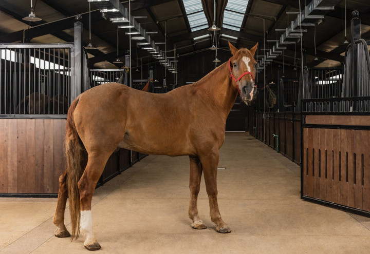 “Thành phố Đảo Hoàng Gia” sở hữu Học viện cưỡi ngựa Hoàng Gia - nơi đào tạo chuyên nghiệp và trải nghiệm môn cưỡi ngựa quý tộc đẳng cấp thế giới lần đầu tiên có mặt tại Việt Nam.