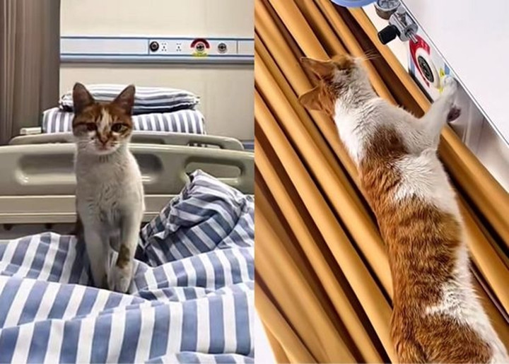 Mèo hoang tốt bụng đã được nhận nuôi nhờ sự thông minh của mình.