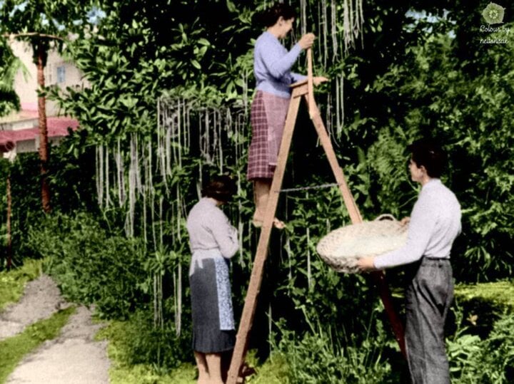 BBC đưa tin mì spaghetti có thể trồng trên cây. (Ảnh: BBC)