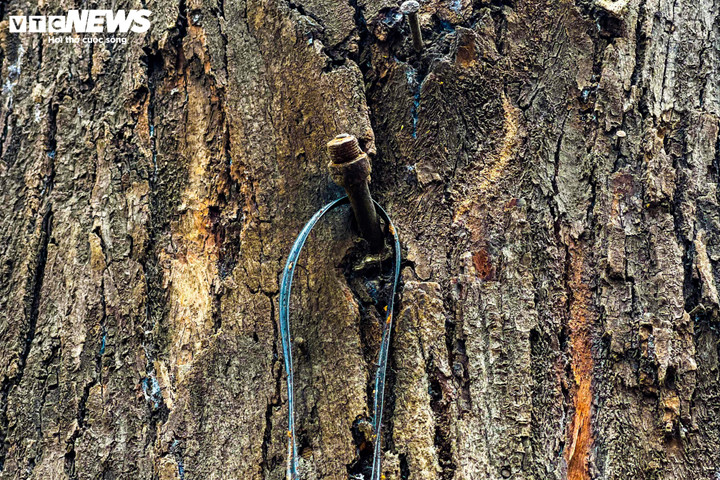 Cây sao đen nghi bị 'bức tử' trên phố Lò Đúc: 'Cứ nhà mới mọc lên là cây chết' - 3