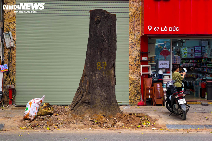 Cây sao đen nghi bị 'bức tử' trên phố Lò Đúc: 'Cứ nhà mới mọc lên là cây chết' - 2