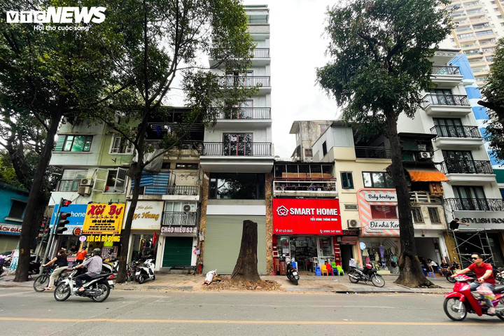 Cây sao đen trước nhà số 65 đã bị chặt hạ, chỉ còn trơ trụi gốc.