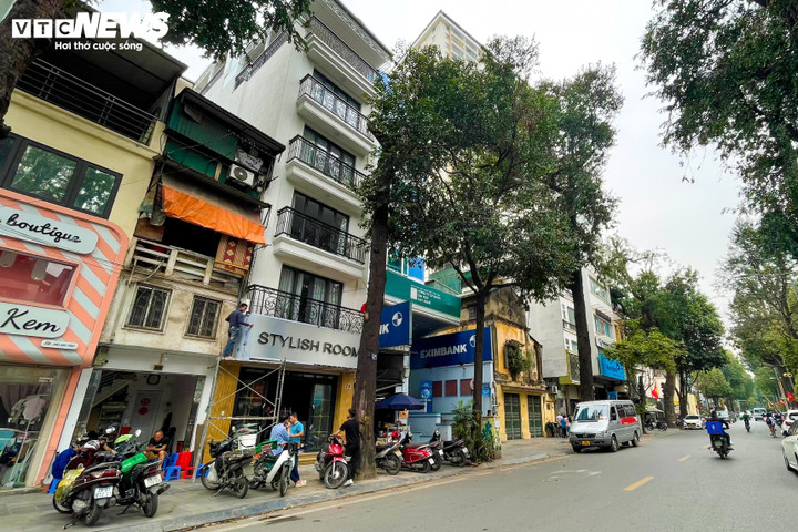 Cây sao đen nghi bị 'bức tử' trên phố Lò Đúc: 'Cứ nhà mới mọc lên là cây chết' - 4